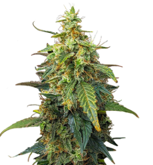 1749217727168.png 1749217727168.png