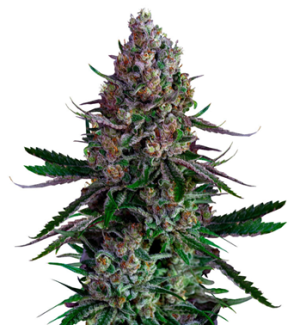 1749309218371.png 1749309218371.png