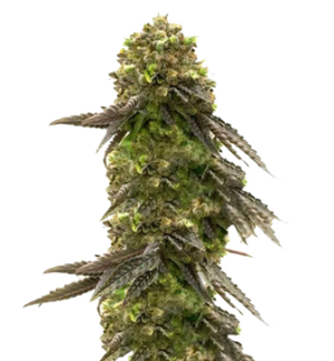 1749309233705.png 1749309233705.png