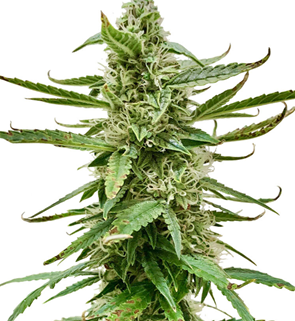 1749309247790.png 1749309247790.png