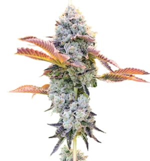 1749476390621.png 1749476390621.png