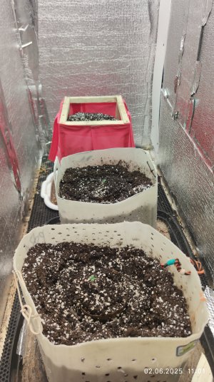 IMG_20250617_002835.jpg IMG_20250617_002835.jpg