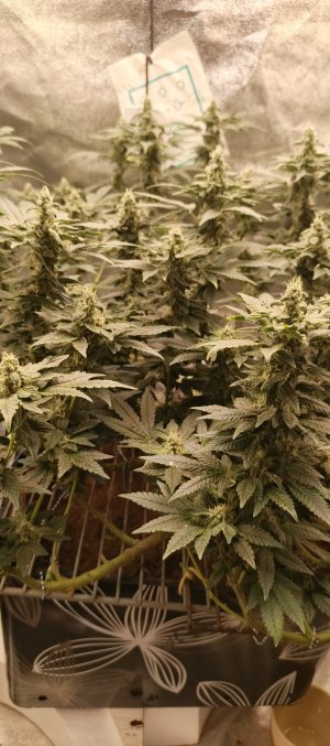 IMG_20250620_180348_121.jpg IMG_20250620_180348_121.jpg