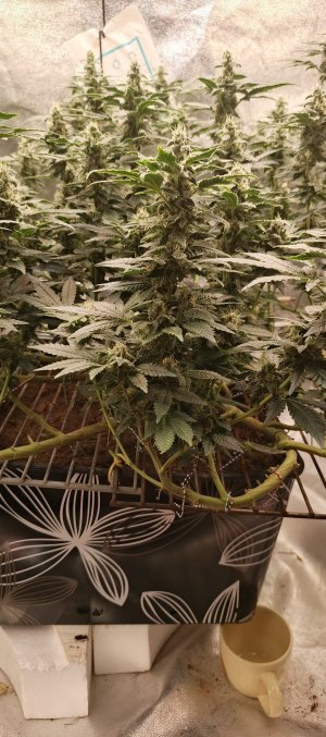 IMG_20250620_180336_730.jpg IMG_20250620_180336_730.jpg