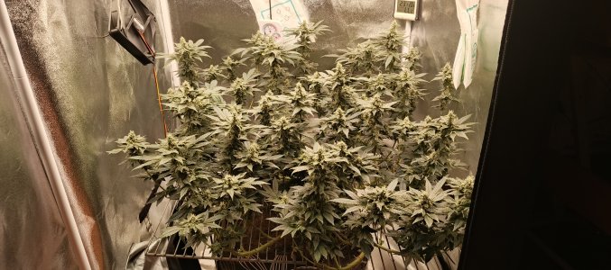 IMG_20250620_180318_810.jpg IMG_20250620_180318_810.jpg