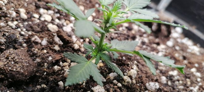 IMG_20250621_114857.jpg IMG_20250621_114857.jpg