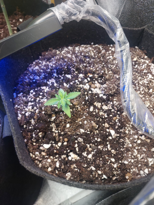 24.06 Хулия.png