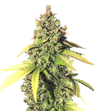 1750772273444.png 1750772273444.png