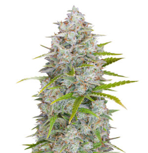 1750772312156.png 1750772312156.png