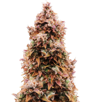 1750942627709.png 1750942627709.png