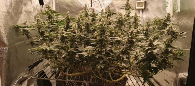 IMG_20250627_185428_340.jpg IMG_20250627_185428_340.jpg