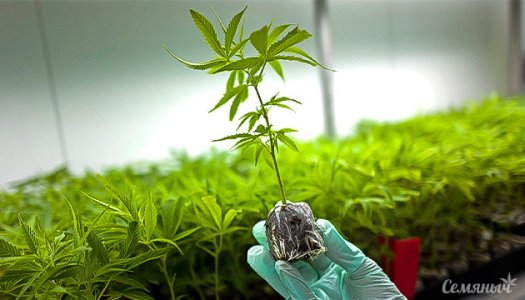 kak-uznat-ukorenilsya-li-klon__Qa3e4eCe3QoQV2yh.jpg kak-uznat-ukorenilsya-li-klon__Qa3e4eCe3QoQV2yh.jpg