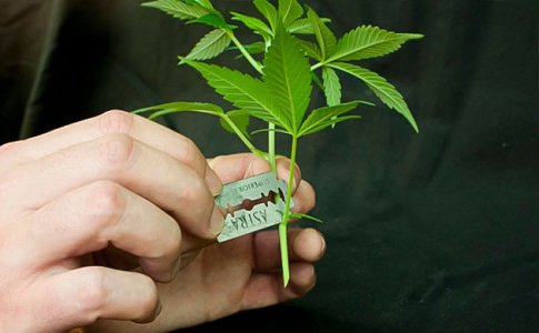 -podgotovka-i-vysadka-klonov__83cBAQQqnx6QL4df.jpg -podgotovka-i-vysadka-klonov__83cBAQQqnx6QL4df.jpg