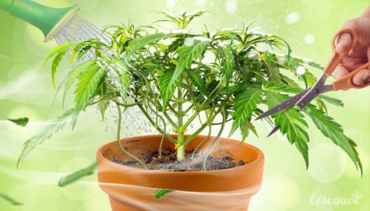 vliyanie-stressov-na-rost-i-razvitie-marihuany__5xBxtRewC4ZzLmon.jpg vliyanie-stressov-na-rost-i-razvitie-marihuany__5xBxtRewC4ZzLmon.jpg