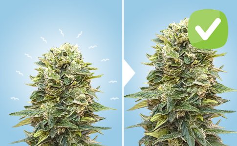 blagopriyatnyj-stress__9kQR9vfdSyojlcw8.jpg blagopriyatnyj-stress__9kQR9vfdSyojlcw8.jpg