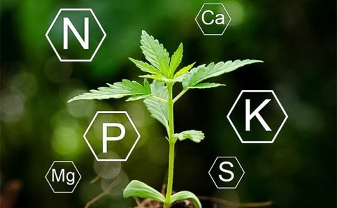 nedostatok-ili-pereizbytok-pitatelnyh-veshchestv__PrIz8rdcwBXYTpEU.jpg nedostatok-ili-pereizbytok-pitatelnyh-veshchestv__PrIz8rdcwBXYTpEU.jpg