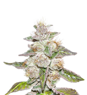 1751296524533.png 1751296524533.png