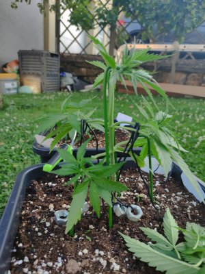 IMG_20250701_202144.jpg IMG_20250701_202144.jpg