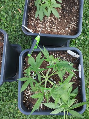 IMG_20250701_202148.jpg IMG_20250701_202148.jpg