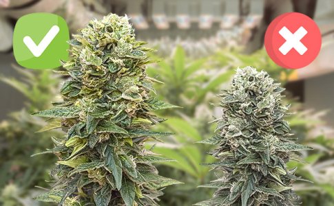 fenotipy-konopli__4BDp7IPw9DGs5OCj.jpg fenotipy-konopli__4BDp7IPw9DGs5OCj.jpg