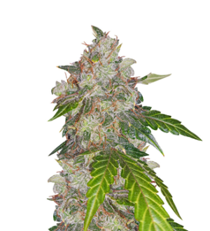 1751546208155.png 1751546208155.png