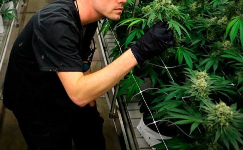 Kultivaciya-kannabisa__abGIEo8MqQKYvVrn.jpg Kultivaciya-kannabisa__abGIEo8MqQKYvVrn.jpg