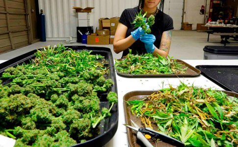 Trimmer__WEGMRXKb9cXsV2l0.jpg Trimmer__WEGMRXKb9cXsV2l0.jpg