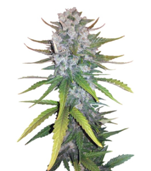 1751635717885.png 1751635717885.png