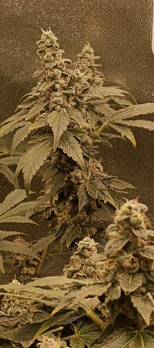 IMG_20250704_190056_389.jpg IMG_20250704_190056_389.jpg