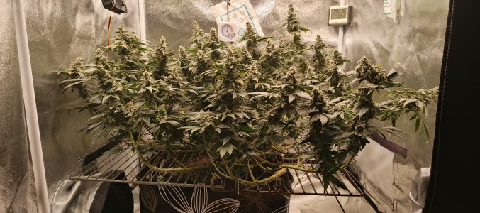 IMG_20250704_190029_869.jpg IMG_20250704_190029_869.jpg