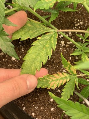 IMG_7485.jpeg IMG_7485.jpeg