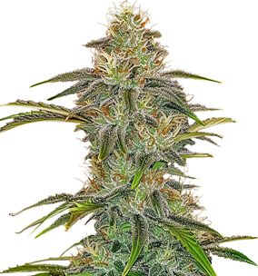 1751976451370.png 1751976451370.png