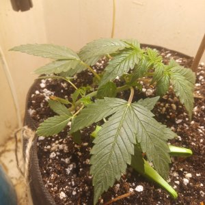 пригнул 06 июля.jpg