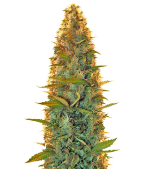 1752077150534.png 1752077150534.png