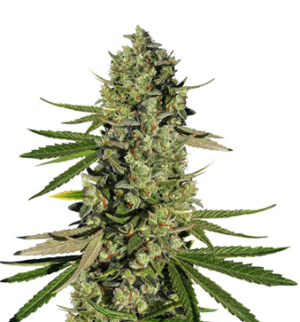 1752240674926.png 1752240674926.png