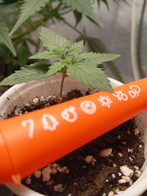 Последний гров на земле