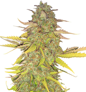 1752494288338.png 1752494288338.png