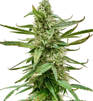 1752590293214.png 1752590293214.png