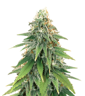 1752770435183.png 1752770435183.png