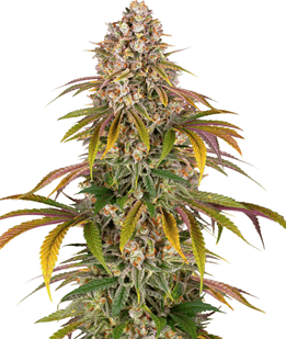 1752780568800.png 1752780568800.png