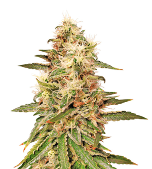 1752780679240.png 1752780679240.png