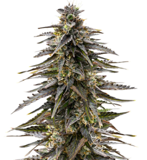 1752926075407.png 1752926075407.png