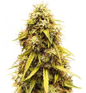 1752936158226.png 1752936158226.png