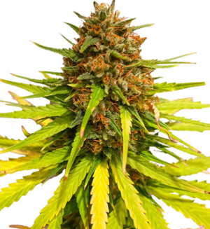 1753090027418.png 1753090027418.png