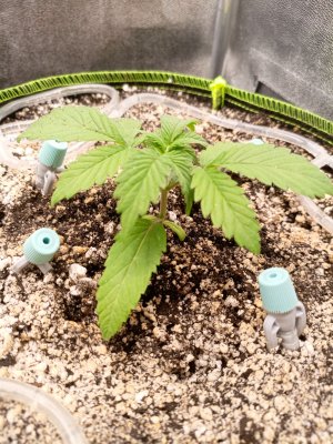 IMG_20250722_142641_866.jpg IMG_20250722_142641_866.jpg