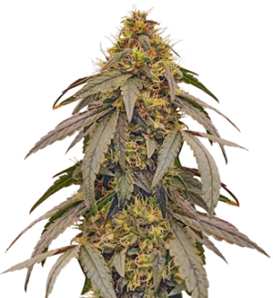 1753284521079.png 1753284521079.png