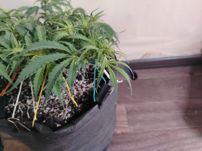 IMG_20250726_105203.jpg IMG_20250726_105203.jpg