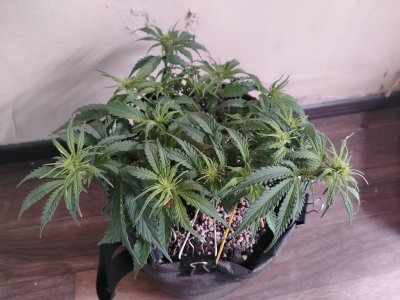 IMG_20250726_105148.jpg IMG_20250726_105148.jpg