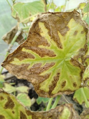 IMG_2025_07_29_09_37_08_5942602407972046200513.jpg IMG_2025_07_29_09_37_08_5942602407972046200513.jpg