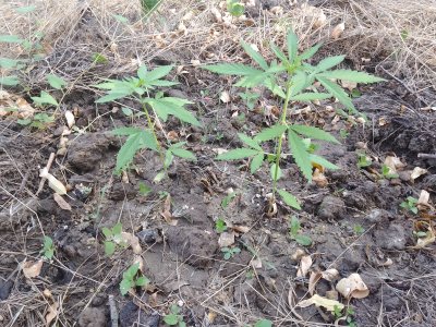 IMG_20250801_070036.jpg IMG_20250801_070036.jpg